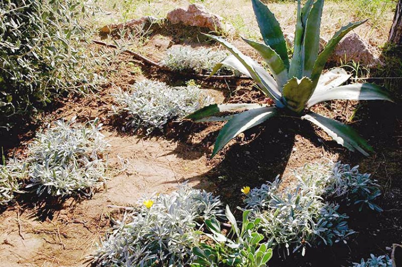 ../Images/Agave americana.jpg